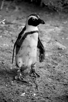 blur in south africa   betty's bay wildlife  nature  reserve birds  penguin and rocks