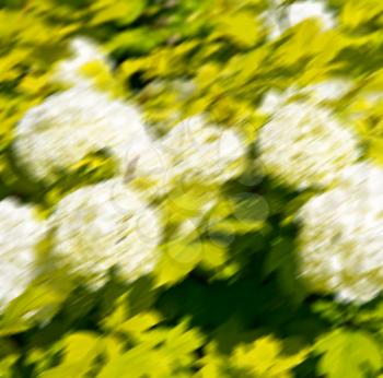 blur in the spring colors    flowers and   garden 