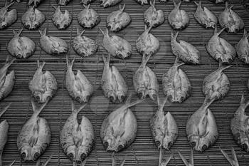 blur  in  philippines   lots of fish salted and dry preparation for the market