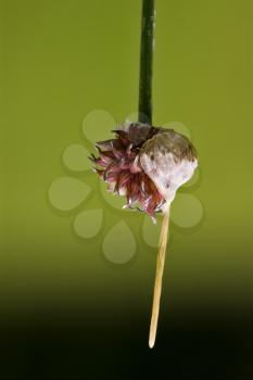 italy macro close up of a violet liliacee  background  leguminose