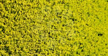 blur  and grass plant in iran the green garden 