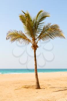 near sandy beach sky  palm     in oman arabic sea  the hill 
