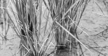 blur  in   philippines  close up of a rice    cereal cultivation field