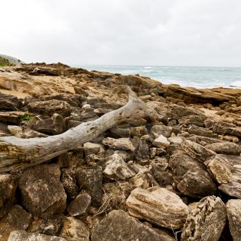 blur  in south africa    branch dead  tree coastline of st lucia and winter season