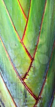 rear of a leaf and the light line veins and concept background