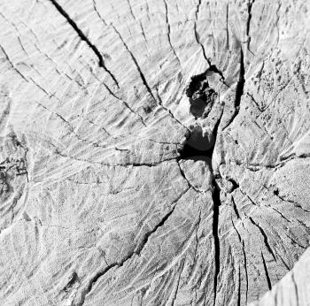 abstract texture of a aged cracked tree trunk and background