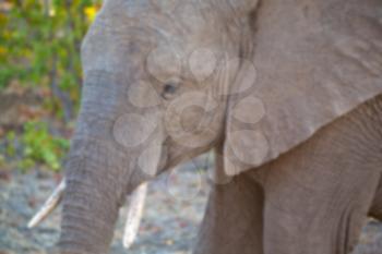 blur in south africa   kruger  wildlife  nature  reserve and  wild elephant