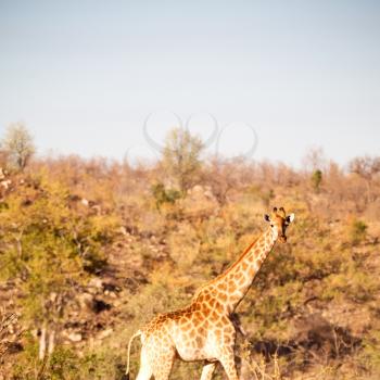 blur in south africa    kruger  wildlife    nature  reserve and  wild giraffe