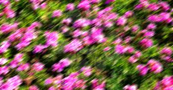 blur in the spring colors    flowers and   garden 