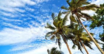 blur in philippines palm leaf and branch view from down  near pacific ocean