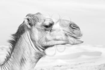 dromedary near the sky in oman empty quarter of desert a  free 