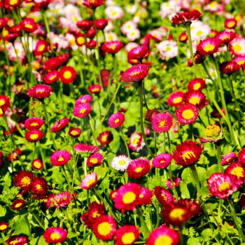 blur in the spring colors   flowers and   garden 