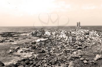 blur in south africa  betty's bay wildlife  nature  reserve birds  penguin and rocks