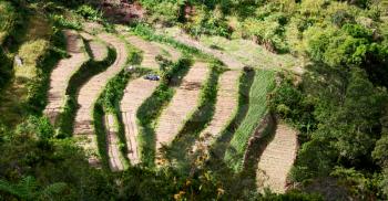 blur  in  philippines  terrace field for coultivation of rice  from banaue unesco site 
