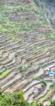 blur  in  philippines  terrace field for coultivation of rice  from banaue unesco site 
