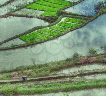 blur  in  philippines  terrace field for coultivation of rice  from banaue unesco site 
