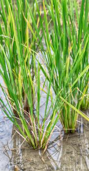 blur  in   philippines  close up of a rice    cereal cultivation field