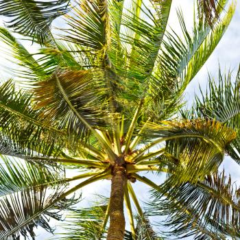 blur in philippines palm leaf and branch view from down  near pacific ocean