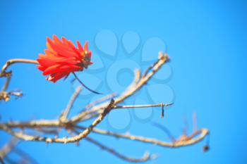 in south africa close up of erythrina lysistemon flower plant and clear sky