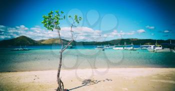 in the philippines island beautiful cosatline tree hill and boat for tourist