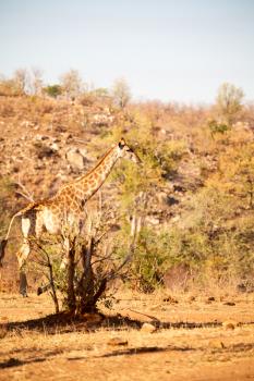 blur in south africa    kruger  wildlife    nature  reserve and  wild giraffe