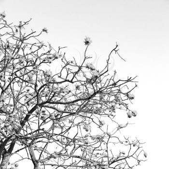 in south africa close up of erythrina lysistemon flower plant and clear sky