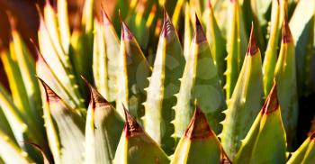 blur  in  south africa  abstract leaf of cactus plant and light