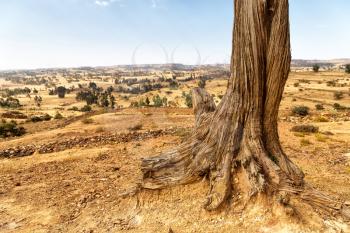 in   ethiopia africa  in the old valley a dead tree and his roots in the ground