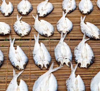 blur  in  philippines   lots of fish salted and dry preparation for the market