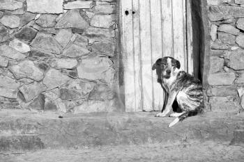 near a house the  dog  waiting alone
