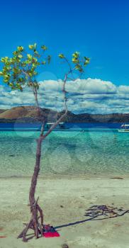 in the philippines island beautiful cosatline tree hill and boat for tourist