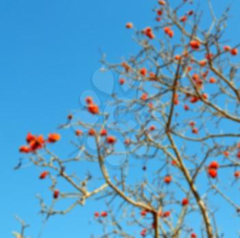 in south africa close up of erythrina lysistemon flower plant and clear sky