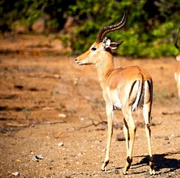 in kruger park south africa wild impala   and the winter bush