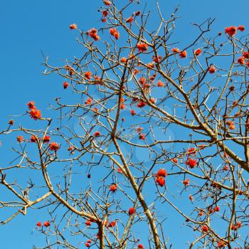in south africa close up of erythrina lysistemon flower plant and clear sky