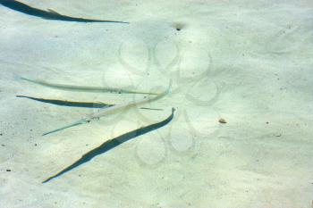 little fish   isla contoy         in mexico froath and    foam  the sea drop sunny day  wave