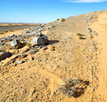  old fossil in  the desert of morocco sahara and rock  stone sky