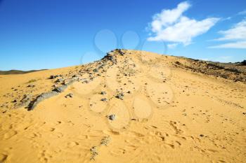  old fossil in  the desert of morocco sahara and rock  stone sky