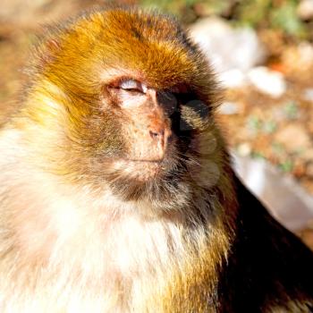 old monkey in africa morocco and natural background fauna    close up