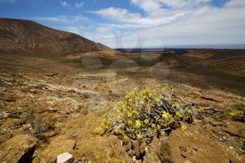 vulcanic timanfaya  rock stone sky  hill and summer in los volcanes lanzarote spain plant flower bush