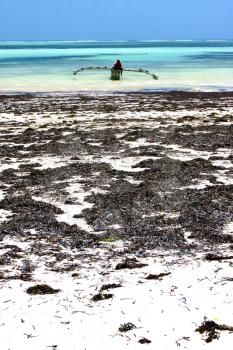 zanzibar beach  seaweed in indian ocean tanzania    sand isle  sky and boat
