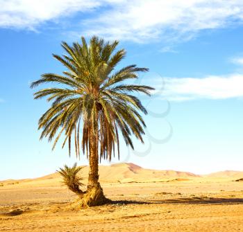 palm in the  desert oasi morocco sahara africa dune