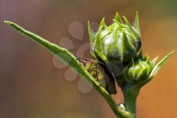 side of wild fly hemiptera Nezara Virdula Heteroptera pentatomidae palomena prasina on a flower 