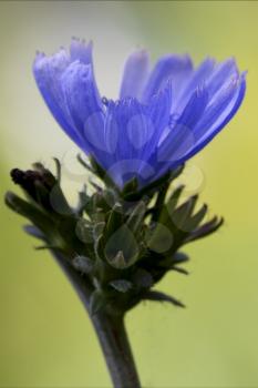 close up of a blue composite  cichorium intybus pumilium flower