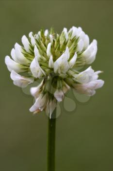 macro close of  a yellow white leguminose  in green background 
