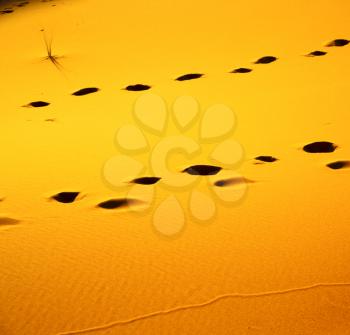 the brown sand dune   in the sahara morocco desert 