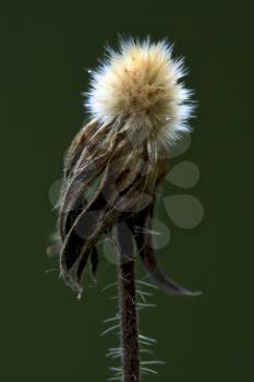 macro close up of a yellow white taraxacum officinale in green background 