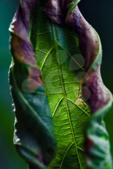 abstract flowering of a leaf  torsion  in the spring