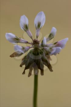 macro close up of a yellow white leguminose  in brown background 