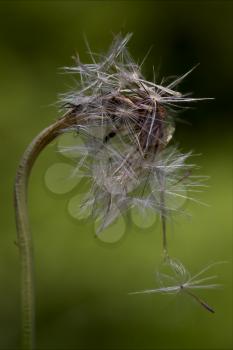 macro close up of a yellow white taraxacum officinale in green background 