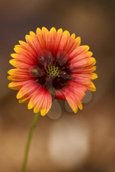 macro close up of a yellow red daisy brown background in bahamas